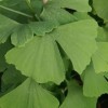 Ginkgo biloba Maidenhair Tree - 5 graines