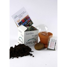 SAFLAX - Ginkgo - 4 graines - Ginkgo biloba