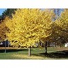 Ginkgo biloba 10 graines Ginkgo biloba des arbres dornement les plus populaires