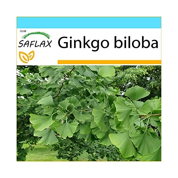 SAFLAX - Kit cadeau - Ginkgo - 4 graines - Ginkgo biloba