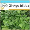 SAFLAX - Kit cadeau - Ginkgo - 4 graines - Ginkgo biloba