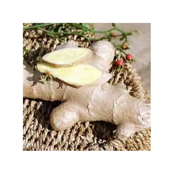 RUE DES PLANTES - Bois Bandé poudre 100g - mélange de muira puama, de ginseng, de Tribulus et de gingembre