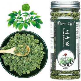 Plant Gift Panax Notoginseng Flower, 三七花 Panax Notoginseng Fleur, Sanchi Ginseng Fleur, Tièvenci Notoginseng Tea, Sanqi, Beau
