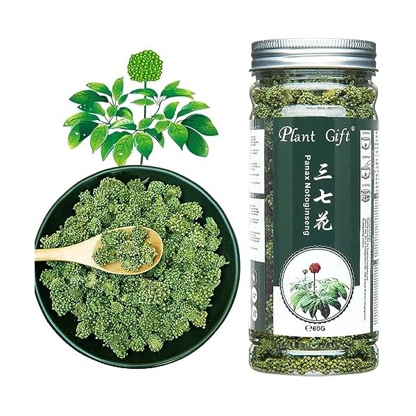 Plant Gift Panax Notoginseng Flower, 三七花 Panax Notoginseng Fleur, Sanchi Ginseng Fleur, Tièvenci Notoginseng Tea, Sanqi, Beau