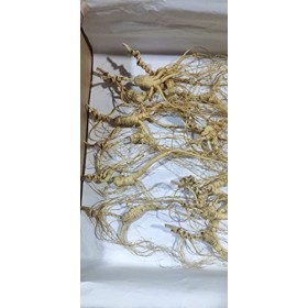 WonderLand Herbs Racine de ginseng sauvage séchée de la montagne Changbai, poids net : 99,2 g.