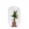 Moira Ficus Ginseng - 40 cm / 25 cm