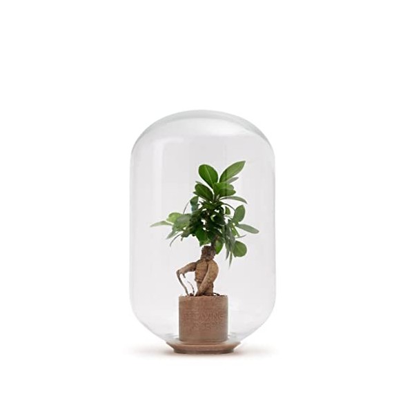 Moira Ficus Ginseng - 40 cm / 25 cm