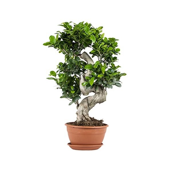 Forme S Ficus Ginseng - P21H70