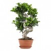 Forme S Ficus Ginseng - P21H70