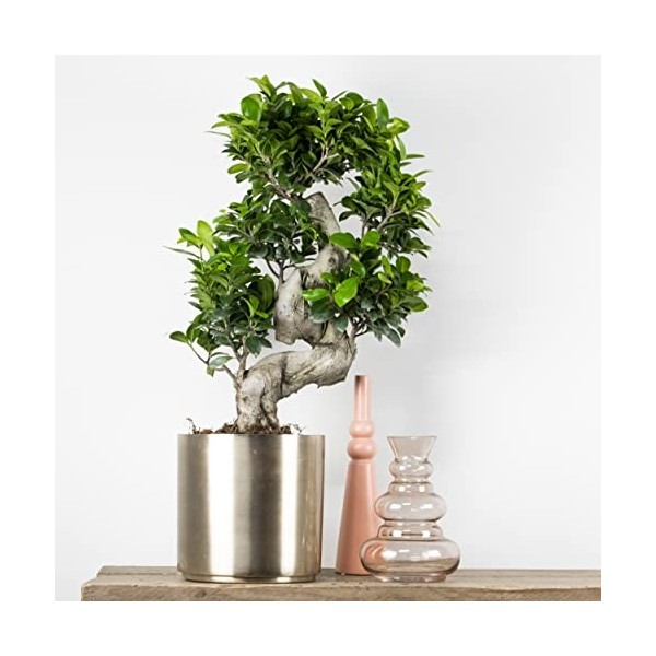 Forme S Ficus Ginseng - P21H70