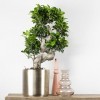 Forme S Ficus Ginseng - P21H70