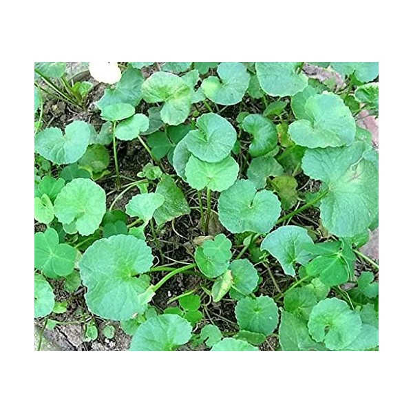 Pack of 100 Centella Asiatica Herb Seeds: Only Seeds