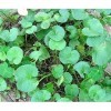 Pack of 100 Centella Asiatica Herb Seeds: Only Seeds