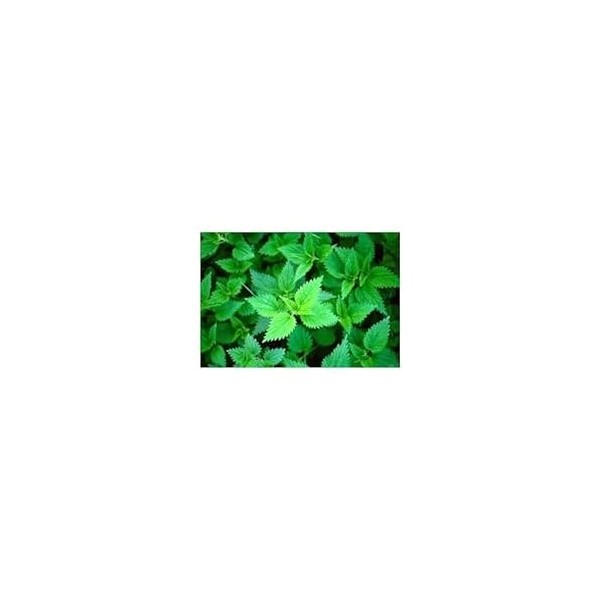 Ortie piquante feuille 250 g POUDRE Urtica dioica