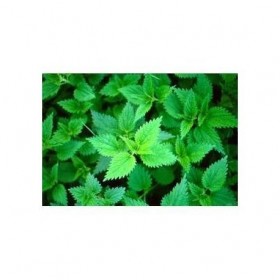 Tisane Ortie piquante racine 1 KILO Urtica dioica.