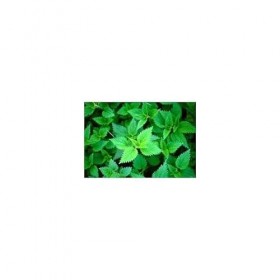 Ortie piquante feuille 1 Kg POUDRE Urtica dioica