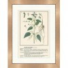 Biller Antik Ortie Urtica Dioica 061 Plantes médicinales encadrées