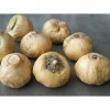 SEEDS 10 seeds of Peruvian Ginseng - LEPIDIUM MEYENII - Maca : Only seeds