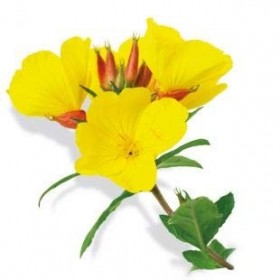 Huile vierge donagre vierge BIO - 100 ml