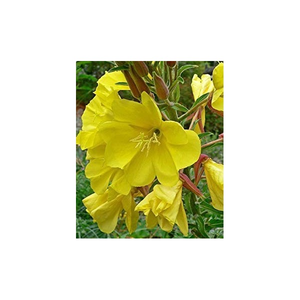 50 Giallo Giorno Evening Primrose Hookers Evening Primrose Semi Oena hookeri Fiore