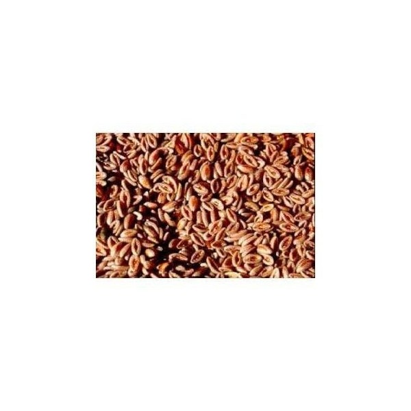 Tisane Psyllium Noir semence 100 GRS Plantago psyllium