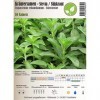 Semi di erbe - Stevia rebaudiana/Stevia rebaudiana - Asteraceae 10 Semi