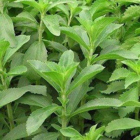 Semi di Stevia Sweetleaf erbe Stevia rebaudiana 100 semi