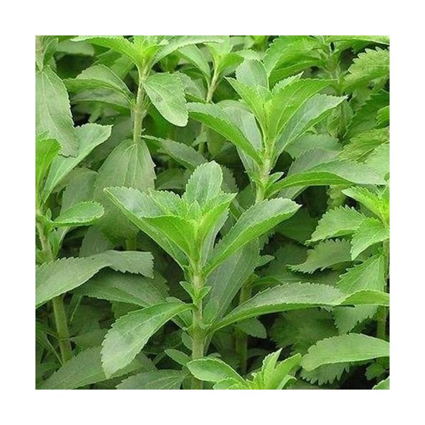 Semi di Stevia Sweetleaf erbe Stevia rebaudiana 100 semi