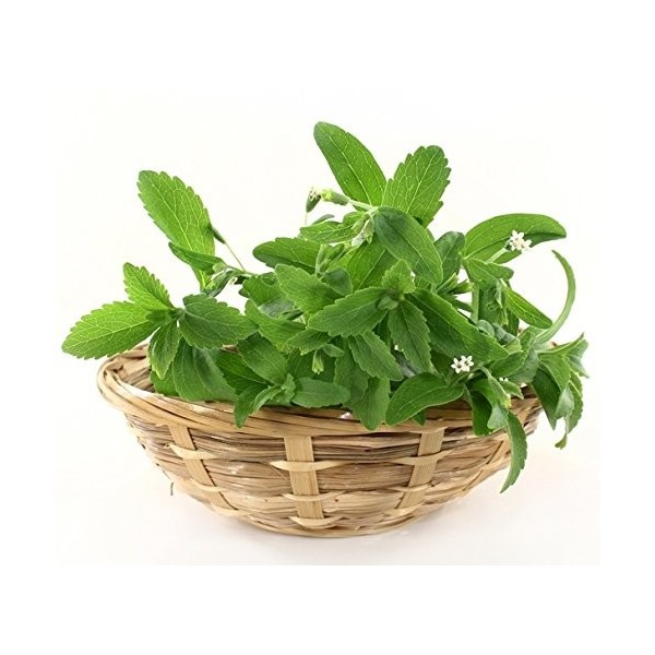 Seeds Semi di Stevia - Stevia rebaudiana