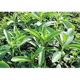  Stevia * Ambizu * 100 semi Stevia Rebaudiana. Sweetleaf, Sweet Leaf, sugarleaf Semi, semi di erbe Erba