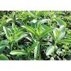  Stevia * Ambizu * 100 semi Stevia Rebaudiana. Sweetleaf, Sweet Leaf, sugarleaf Semi, semi di erbe Erba