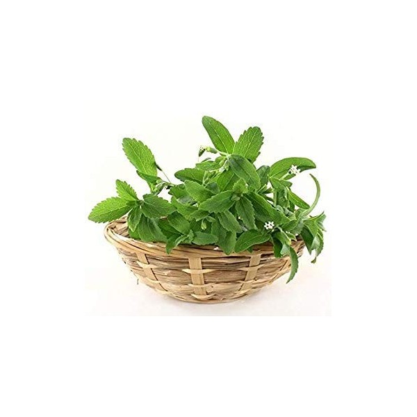 Germinazione I Semi: Stevia - Stevia rebaudiana - 30 Semi