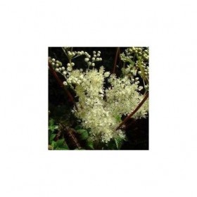 Tisane Reine des prés 100 GRS Ulmaire fleur ENTIERE.