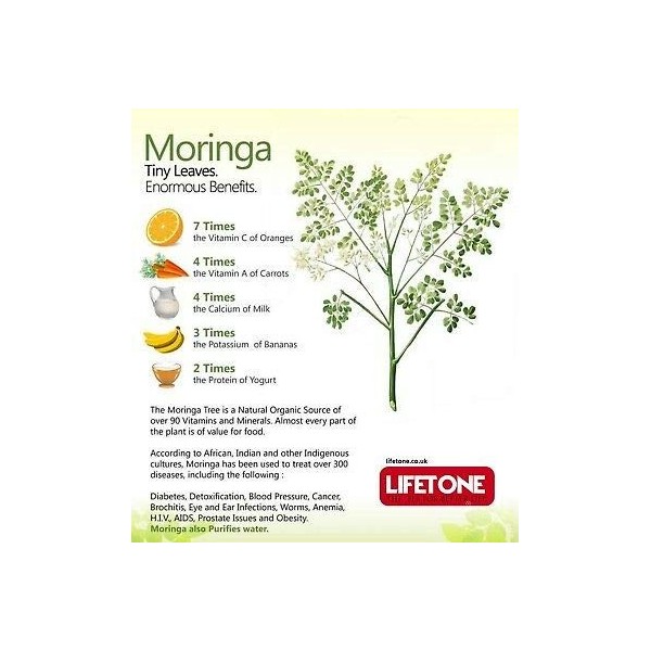 Thé organique de moringa, herbe entière sans caféine, végétalien, antioxydant 100 sachets de thé 