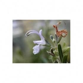 Tisane Romarin feuille ENTIERE 100 GRS Rosmarinus officinalis