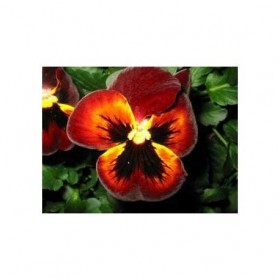 Tisane Pensée sauvage plante 250 GRS Viola tricolor.