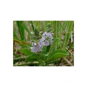 Tisane Véronique plante CT 250 GRS Veronica officinalis