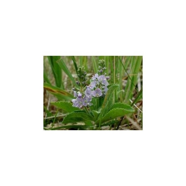 Tisane Véronique plante CT 250 GRS Veronica officinalis