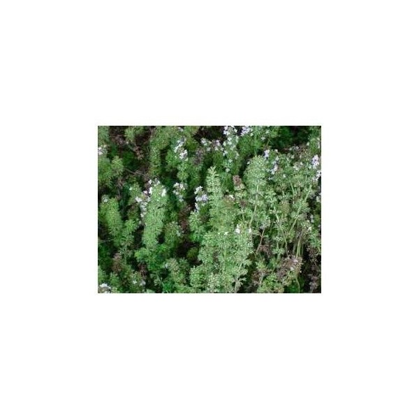 Tisane Thym de Provence Extra feuille ENTIERE 1 KILO Thymus vulgaris