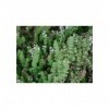 Tisane Thym de Provence Extra feuille ENTIERE 1 KILO Thymus vulgaris