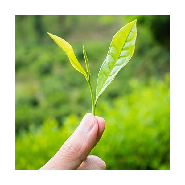 Thé Vert 200 G/7,1 Oz - Thé Vert Suzhou Bi Luo Chun BiLuoChun - Thé Vert Chinois en Vrac - Propre et Fruité - Sachet Refermab