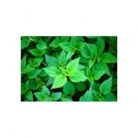 Tisane Ortie piquante feuille 100g