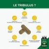 TRIBULUS TERRESTRIS - Extrait Titré à 40% de Saponines - Source dEnergie pour Performances Sportives, Endurance & Croissance