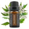 Leise Valerian Root Essential Oil, Leise Valerian Oil, Valerian Root Sleep Aid Essential Oil, Improving Insomnia Symptoms And