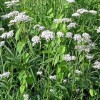 Valerian Valerian Officinalis 150 Perenial Herb Seeds: Only Seeds