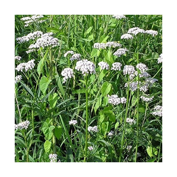 Valerian Valerian Officinalis 150 Perenial Herb Seeds: Only Seeds