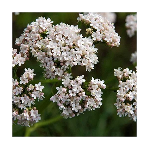 Valerian Seeds | Valerian Valeriana Officinalis 150 Perennial Herb Seeds: Only Seeds