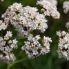 Valerian Seeds | Valerian Valeriana Officinalis 150 Perennial Herb Seeds: Only Seeds