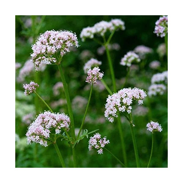 Valerian Seeds | Valerian Valeriana Officinalis 150 Perennial Herb Seeds: Only Seeds