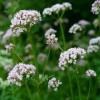 Valerian Seeds | Valerian Valeriana Officinalis 150 Perennial Herb Seeds: Only Seeds